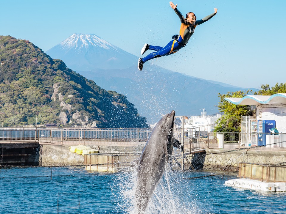 イルカの海ショーステージ
